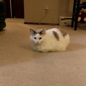 Meet your Posher, thea